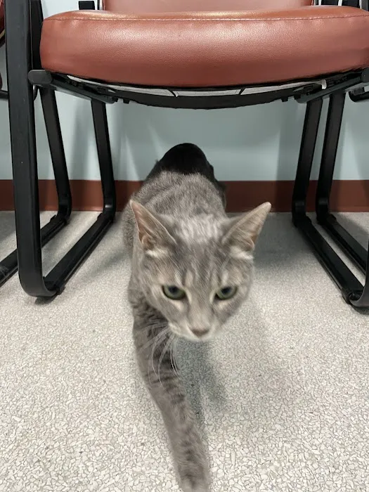 Niguel Animal Care Center Picture 4