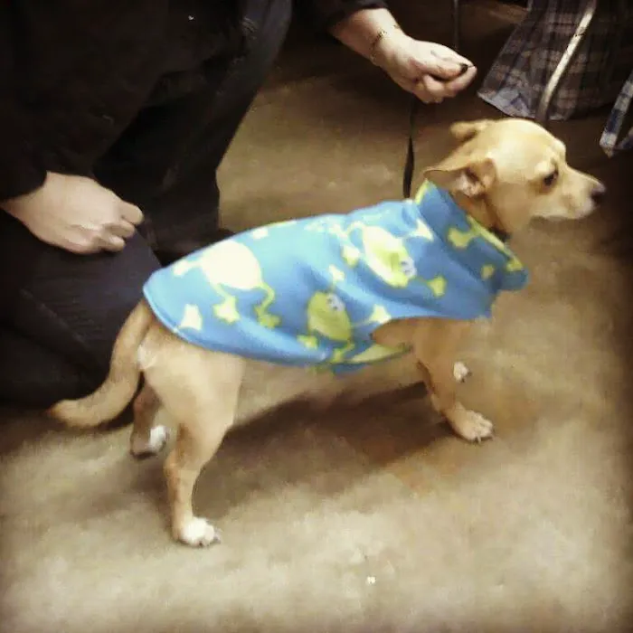King's Canine Cookies Picture 3