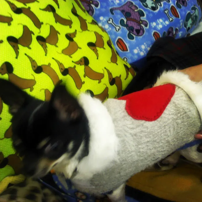 King's Canine Cookies Picture 6