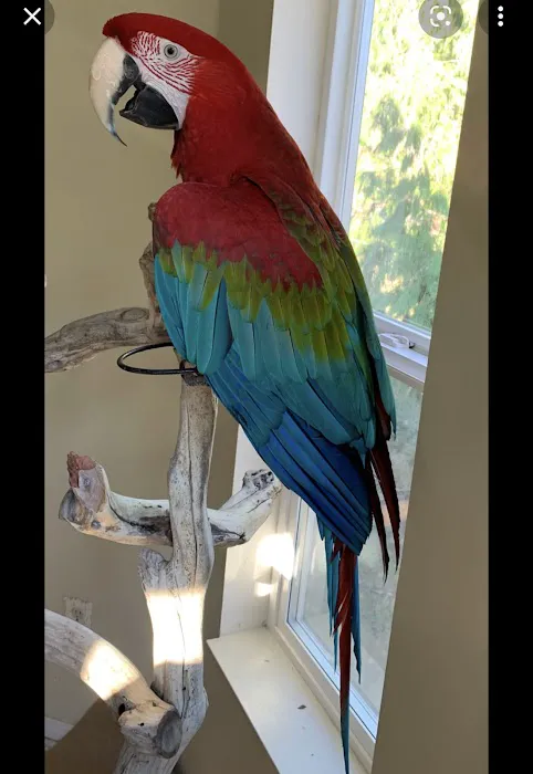 freedom feathers Picture 3