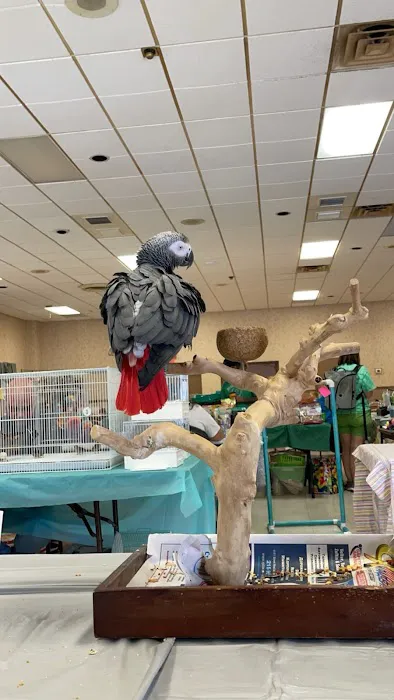 freedom feathers Picture 4
