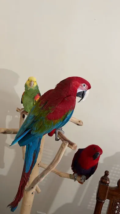 freedom feathers Picture 8