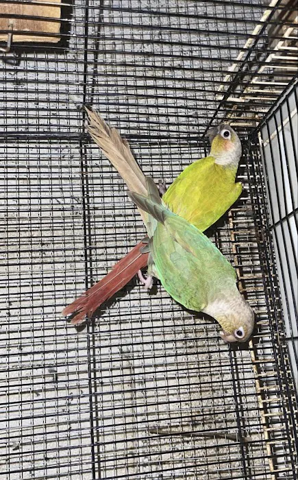 freedom feathers Picture 6