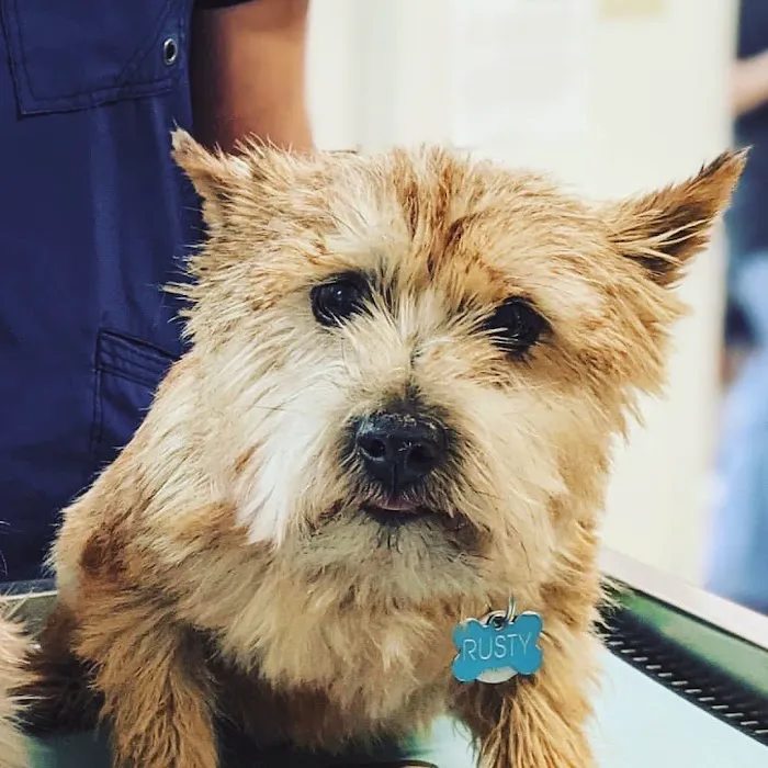 Aliso Beach Animal Clinic Picture 7