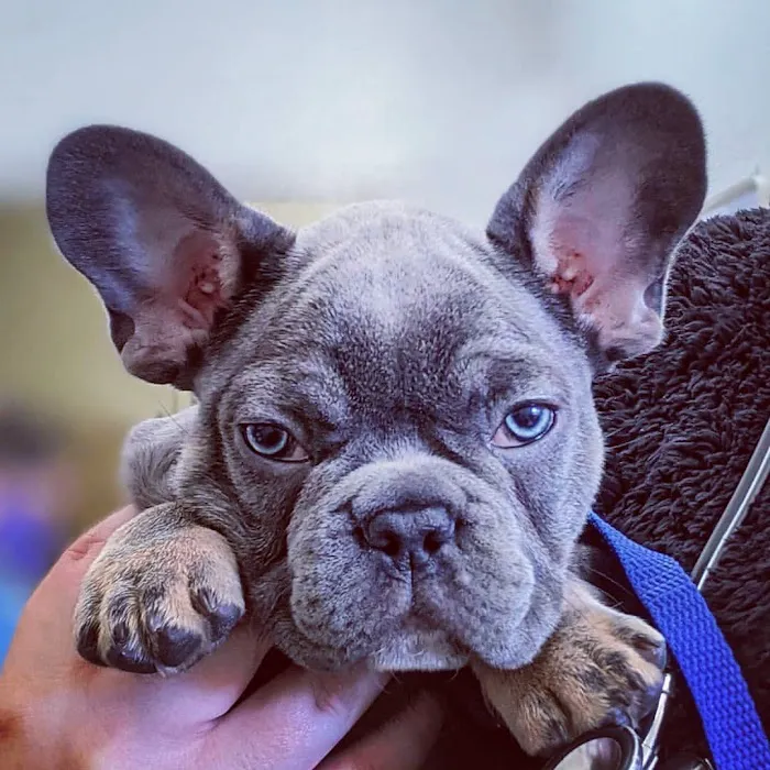 Aliso Beach Animal Clinic Picture 9