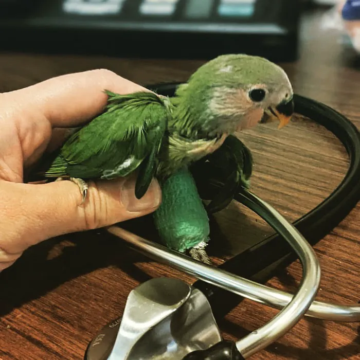 Aliso Beach Animal Clinic Picture 3