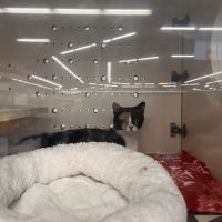 Petco ico