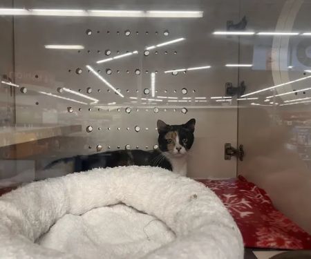 Petco