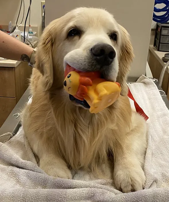 Alicia Pacific Veterinary Center Picture 9
