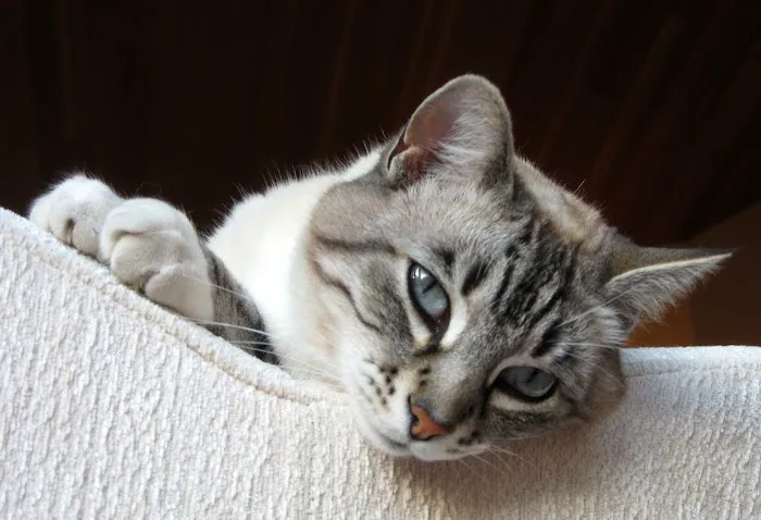 Alicia Pacific Veterinary Center Picture 1