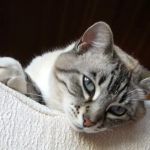 Alicia Pacific Veterinary Center