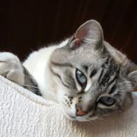 Alicia Pacific Veterinary Center ico