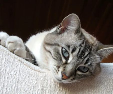 Alicia Pacific Veterinary Center