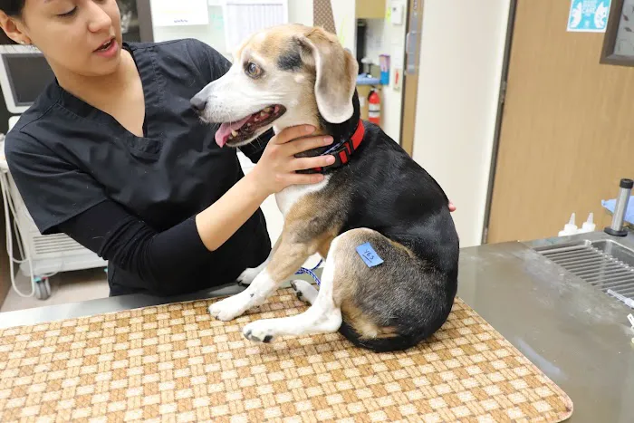 South Coast Veterinary Hospital Picture 2