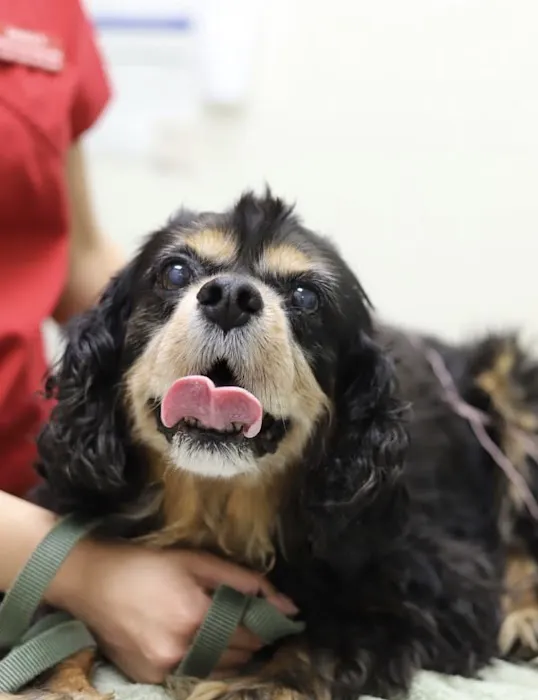 South Coast Veterinary Hospital Picture 5