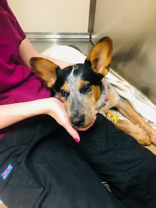 South Coast Veterinary Hospital Picture 4