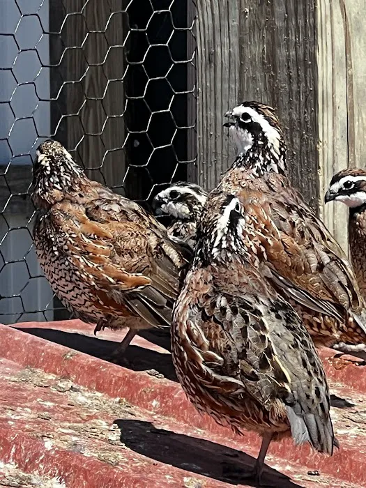 Zukovich Game Birds Picture 1