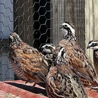 Zukovich Game Birds ico