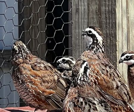 Zukovich Game Birds