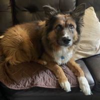Portola Plaza Veterinary Hospital ico