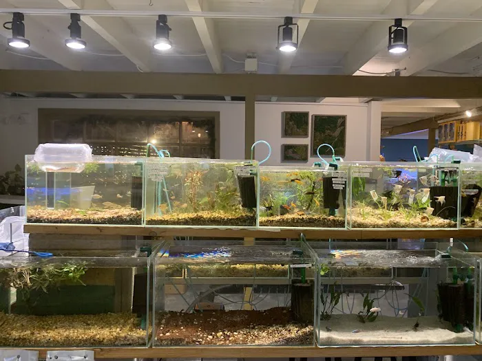 Cuboid Nature Aquarium Picture 6