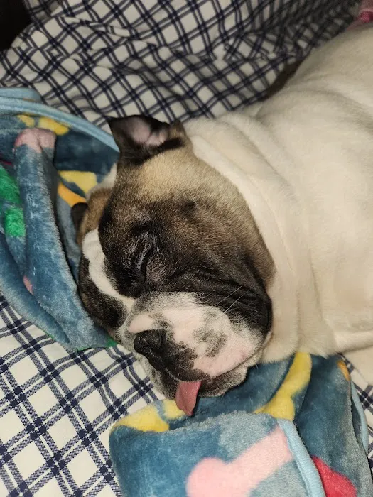 Jack's Dog Farm Picture 5