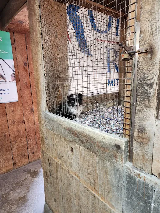 Jack's Dog Farm Picture 9
