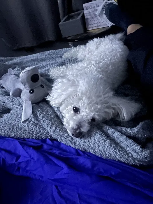 Jack's Dog Farm Picture 3