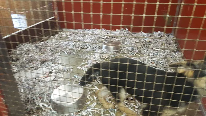 Jack's Dog Farm Picture 8