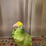 Animal & Bird Clinic of Mission Viejo