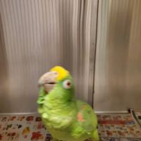Animal & Bird Clinic of Mission Viejo ico