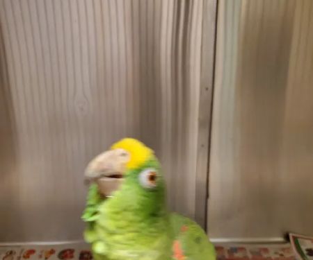 Animal & Bird Clinic of Mission Viejo