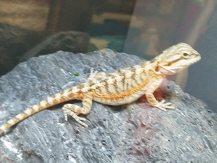 Petco Picture 4