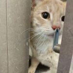 Petco