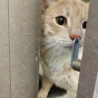 Petco ico