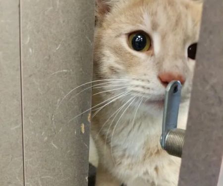 Petco