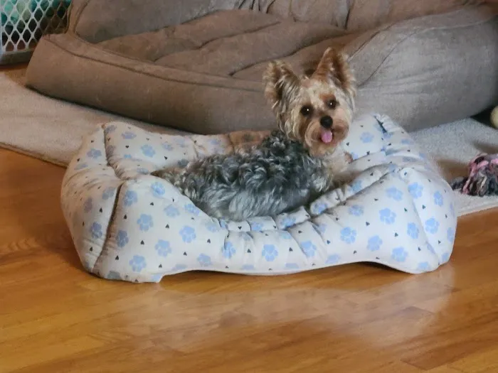 Canines-N-Critters Picture 6