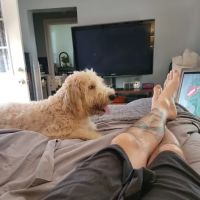 Canines-N-Critters ico