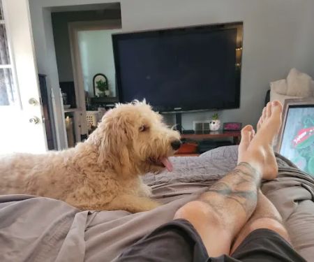 Canines-N-Critters