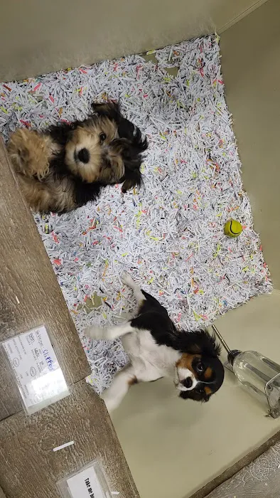 Canines-N-Critters Picture 2