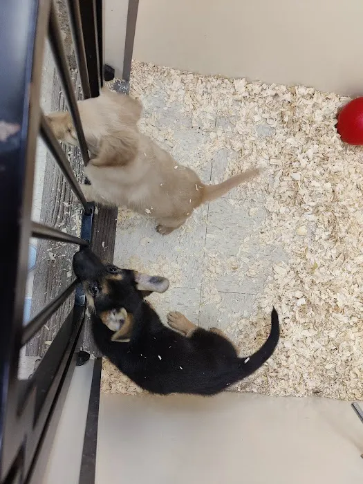 Canines-N-Critters Picture 5