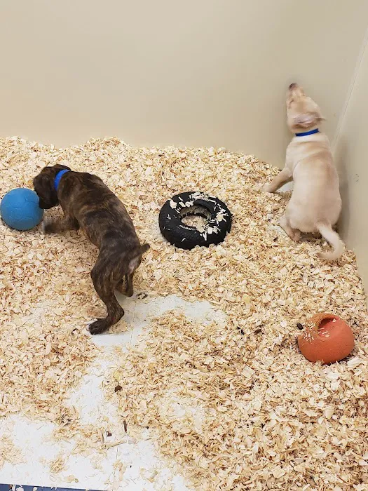 Canines-N-Critters Picture 9