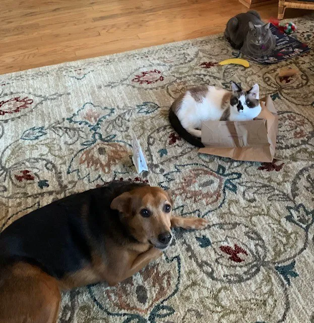 The Animal Doctors of Mission Viejo (formerly Family Member Vet) Picture 5