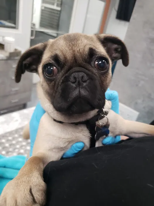 The Animal Doctors of Mission Viejo (formerly Family Member Vet) Picture 4