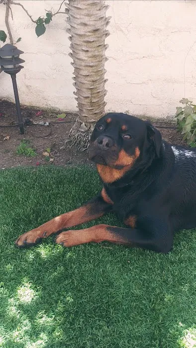 The Animal Doctors of Mission Viejo (formerly Family Member Vet) Picture 10