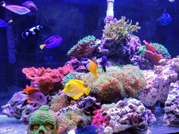 Fish Geeks aquarium maintenance Picture 1