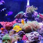 Fish Geeks aquarium maintenance