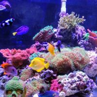 Fish Geeks aquarium maintenance ico