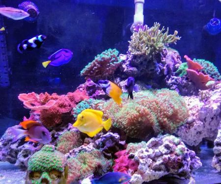 Fish Geeks aquarium maintenance