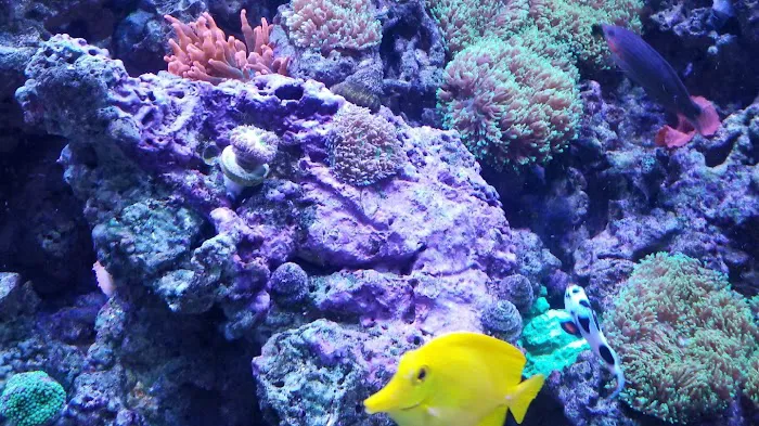 Fish Geeks aquarium maintenance Picture 6